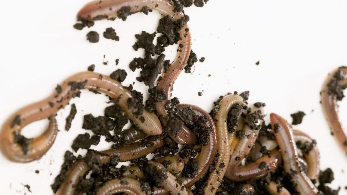 Garden Tips: Not all earthworms are beneficial