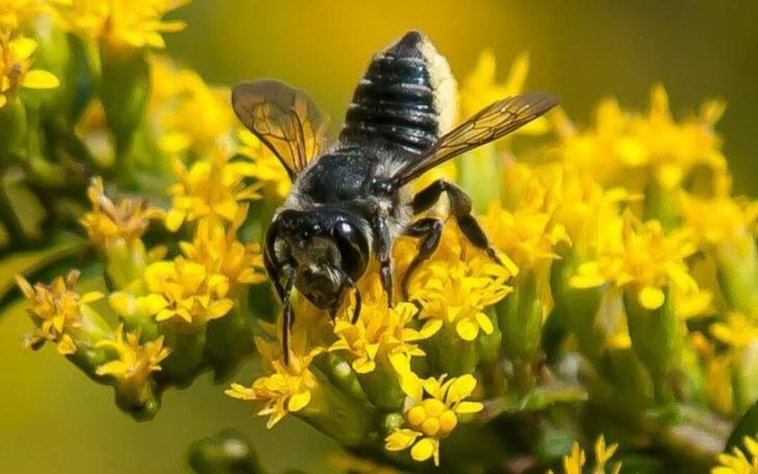 The alfalfa leafcutter bee is not native to Washington.