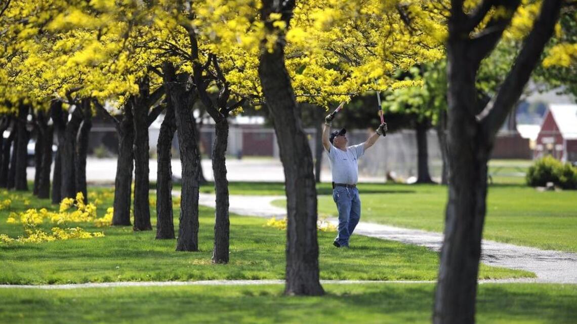 Garden Tips: Trees beneficial to humans, environment