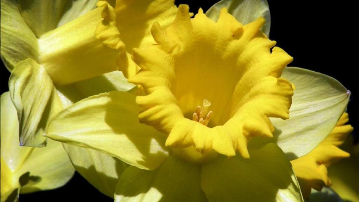 The National Garden Bureau declared 2017 as the Year of the Daffodil. So plant them this fall to get the full effect next spring.