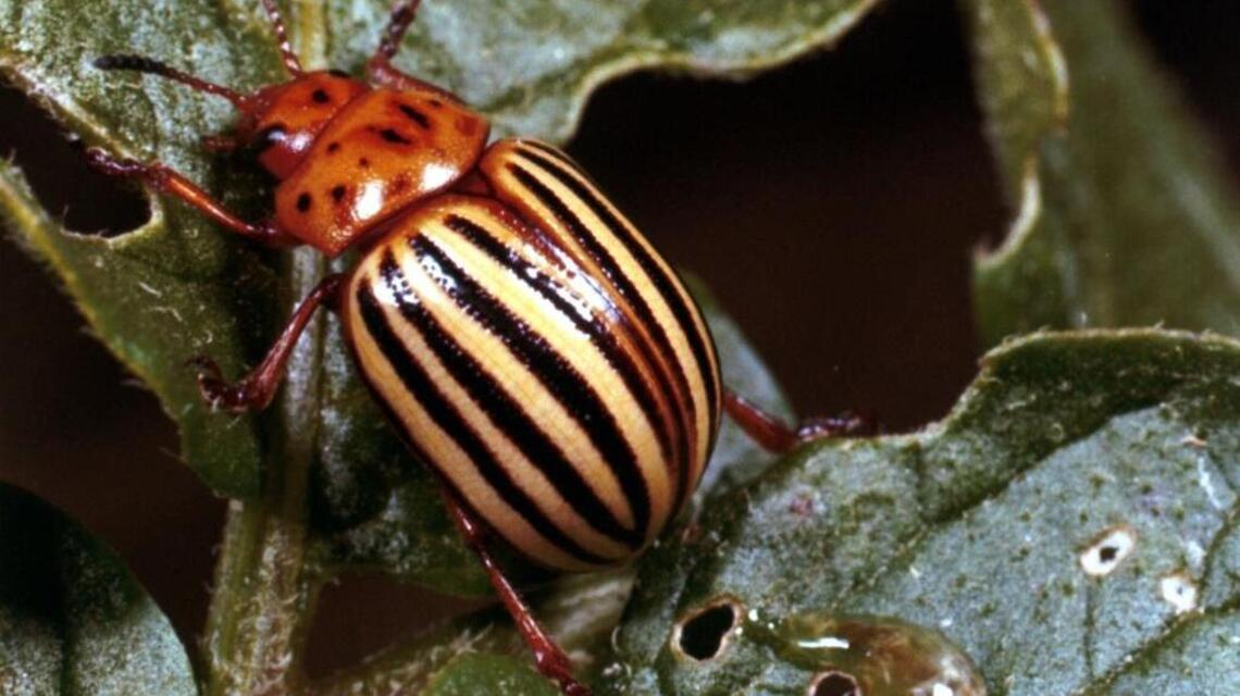 Garden Tips: What’s that beetle eating leaves on my plants?