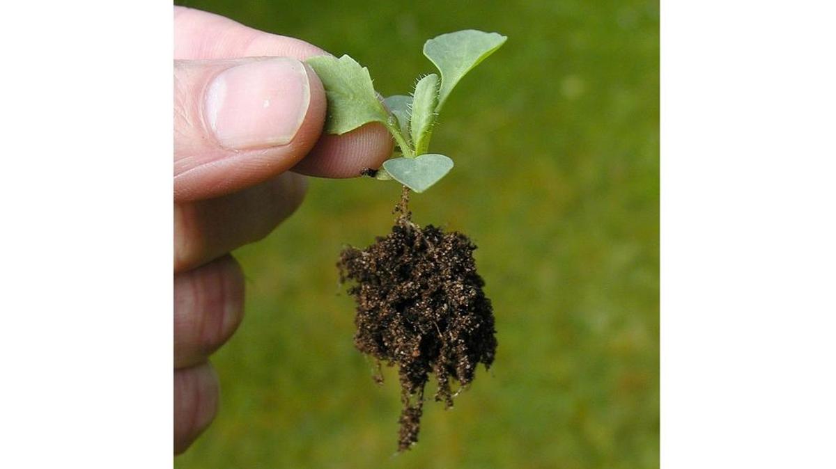 Variety, timing and expense are good reasons to grow your own transplants.