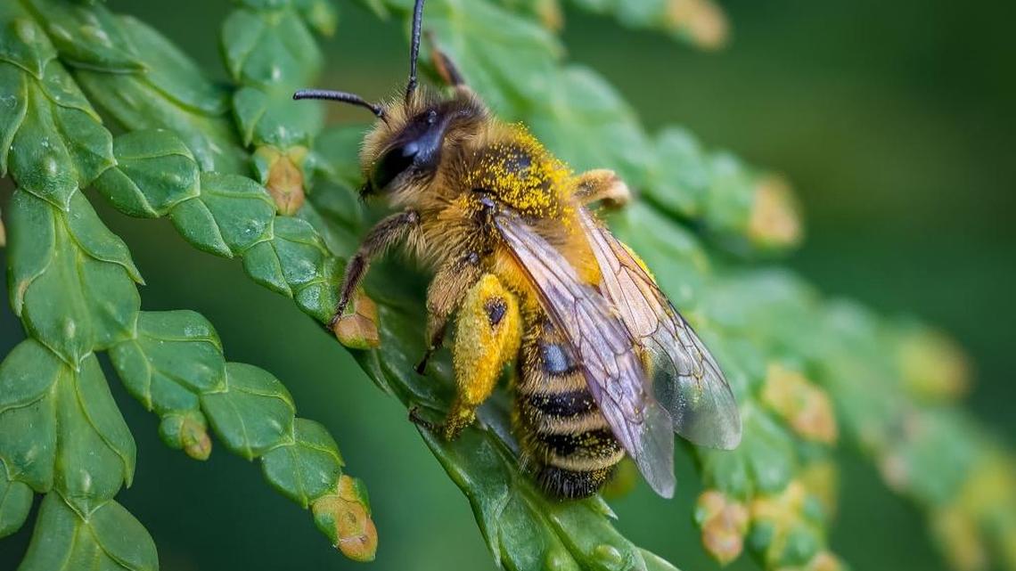 Honey bee colonies have been disappearing at an alarming rate, a trend first noted in 2006. It coincides with the increased use of neonicotinoid pesticides.