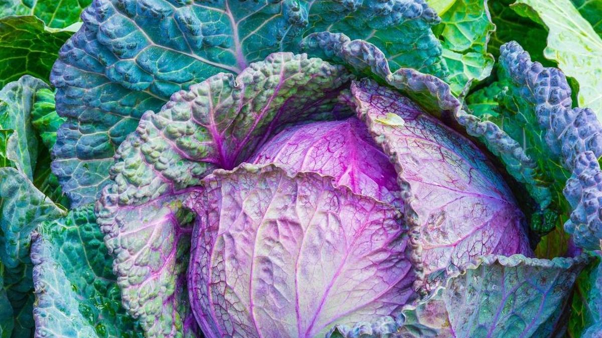 Purple vegetables are growing in popularity. Just be careful not to boil away all the color.