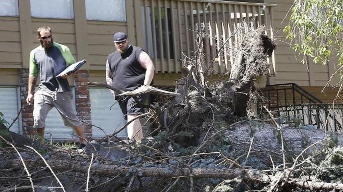 Homeowner David Miller, right, walks behind Shawn Ingroum, an employee of Huckaby’s Tree Service in Richland, as he inspects a casulty from the June 26 thuderstorm, a downed blue spruce tree. The storm created considerable havoc with yards and gardens throughout the Mid-Columbia.