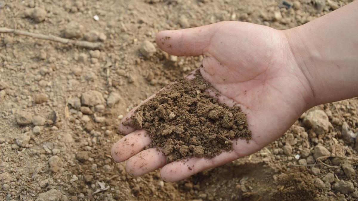 The best advice is have your soil tested before buying any fertilizer for your yard or garden. That way you’ll know which one, if any, to buy.