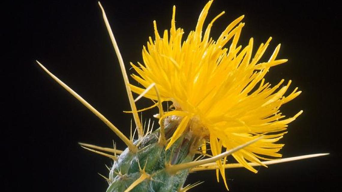 Yellow starthistle’s long spines can damage the eyes of grazing animals. The plant is also toxic to horses.