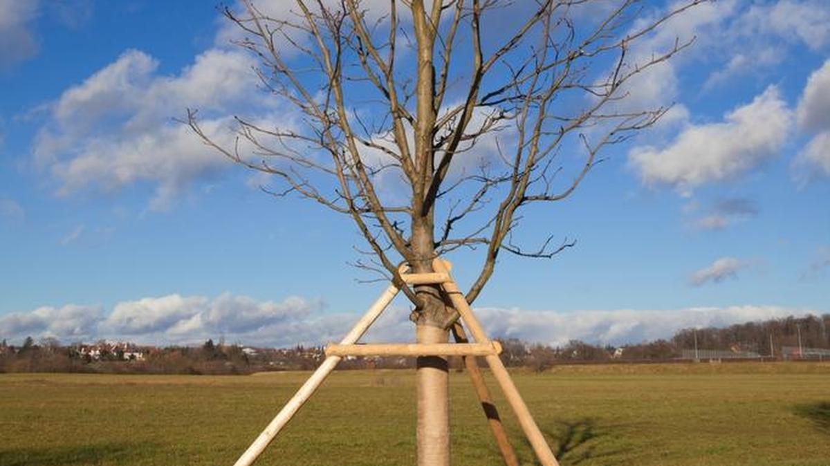 Newly planted trees can use extra support from stakes to survive windy conditions.