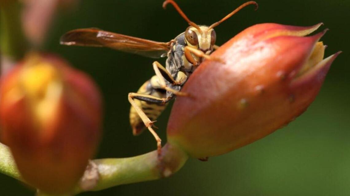 Garden Tips: Yellowjacket or paper wasp, a case of mistaken identity
