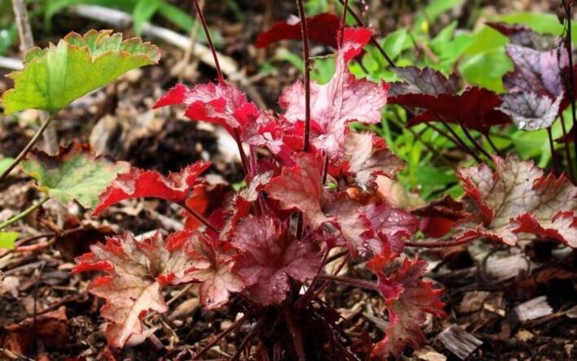Garden Tips: Plant fall container gardens now