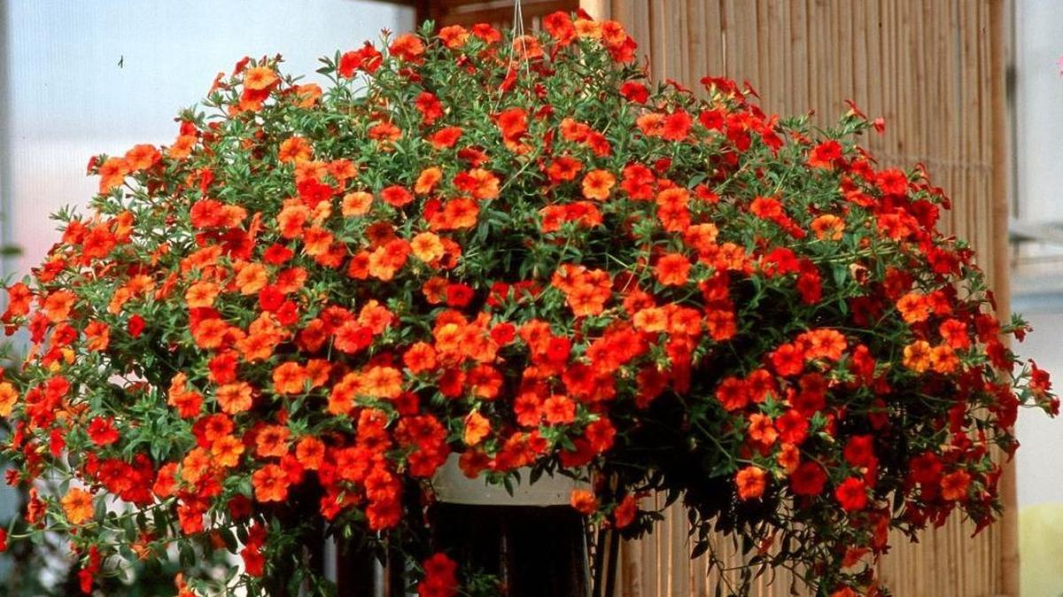 With its blaze of fiery orange-red and yellow, Million Bells Crackling Fire may be the prettiest calibrachoa on the market.