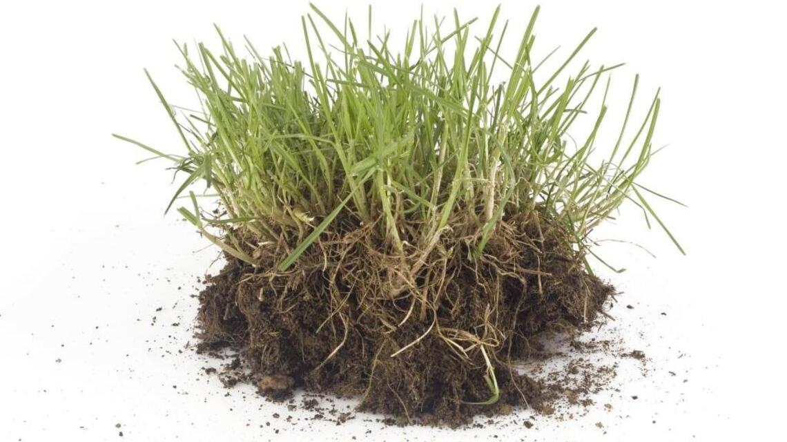 Garden Tips: Fall lawn care pays off next spring