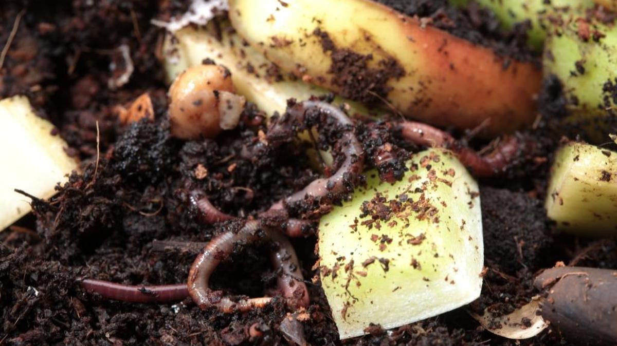 
When finished, a properly managed compost pile yields a dark, fairly stable mix of complex organic compounds. Quality compost is a dark, uniform crumbly material with no sticks, twigs or other distinguishable materials.
