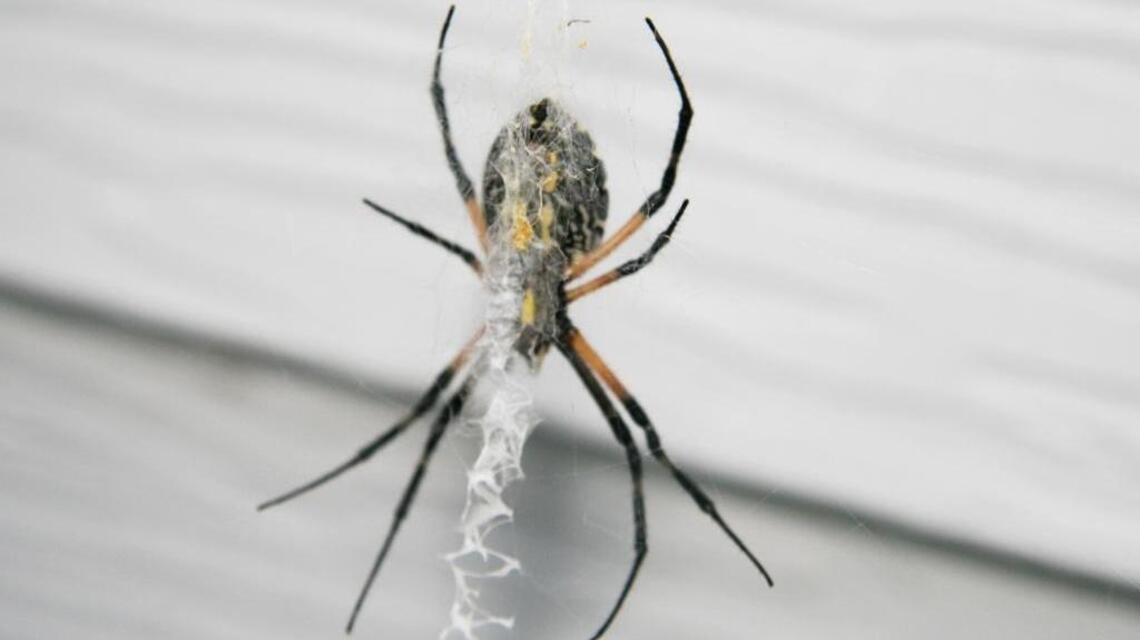 Garden Tips: Don’t fear orb weaver spiders