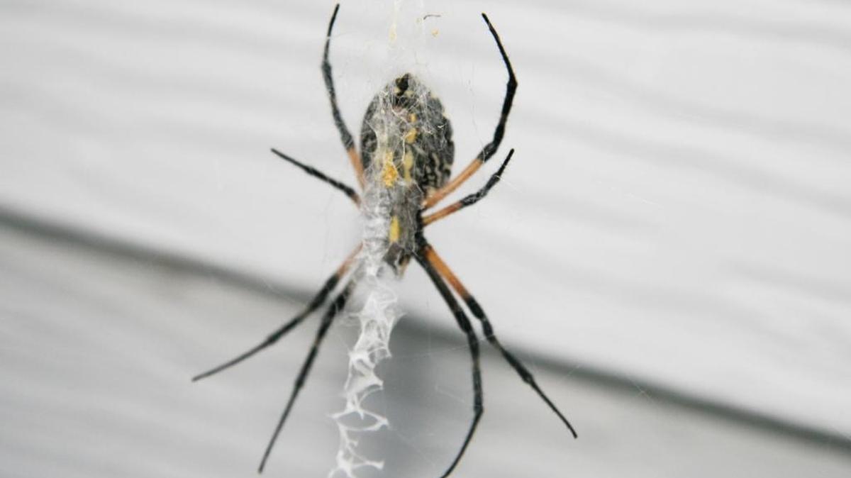 Orb weaver spiders appear larger at the end of the season because the abdomen full of eggs is growing. They may look nasty, but most people have nothing to fear. The spider won’t attack unless it feels threatened.