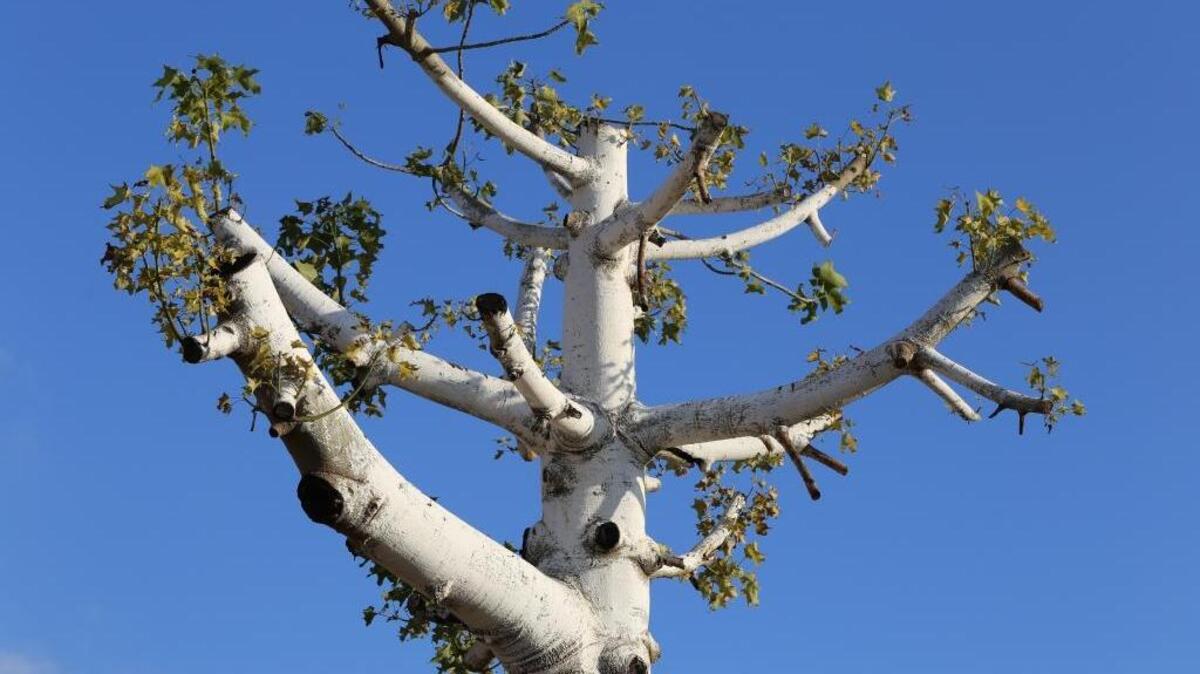Topping is a bad way to go about pruning, harming trees in terms of health as well as beauty.