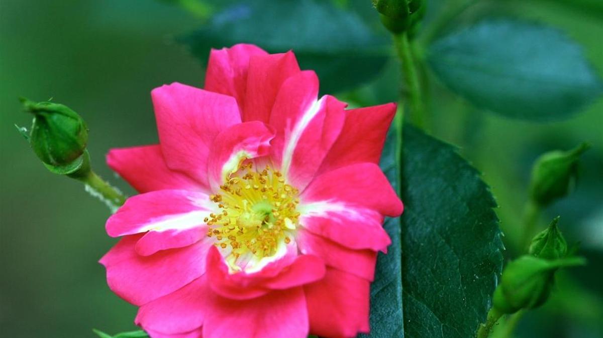 
Easy-care roses are accessible to busy gardeners who don’t have the time to take care of traditional rose shrubs.
