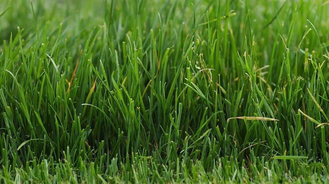 Garden Tips: Control annual grassy weeds