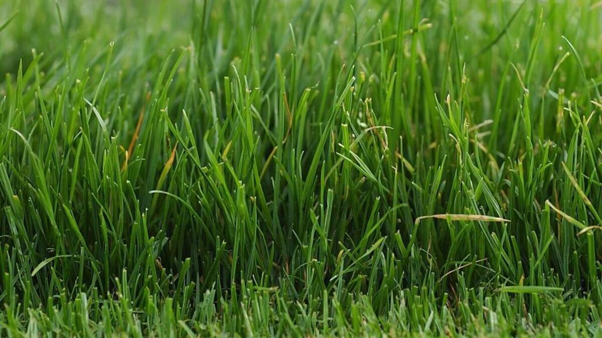 Weeds tend to infiltrate lawns through excessive watering, frequent shallow watering, mowing a lawn too short or compacted soil.