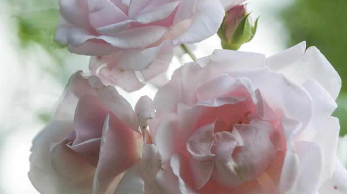 Garden Tips: Spring weather brings fire blight to area roses