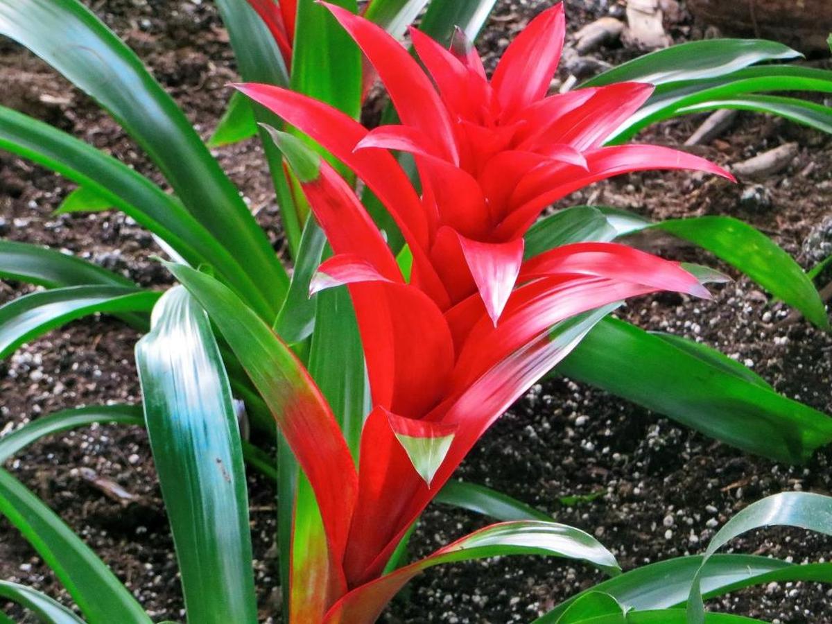 Guzmania catch the eye with their brightly colored, long-lasting flowers of stark red, orange or pink.