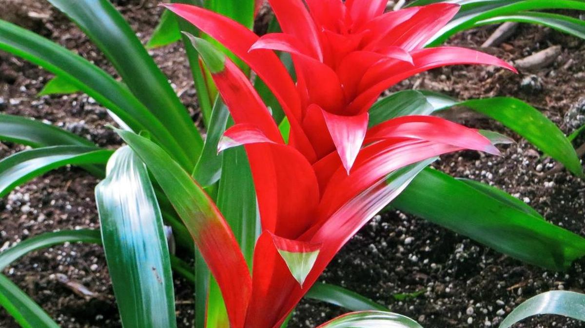 Guzmania bromeliads catch the eye with their brightly colored, long-lasting flowers of stark red, orange or pink.