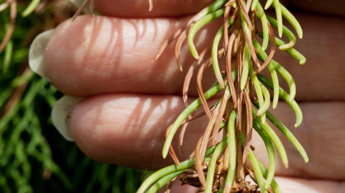 
While not always the best clue to the origins of a plant, the Norway and Colorado spruces’ names do give us a hint that they may not be well suited to the hot, dry summer weather of the Mid-Columbia.
