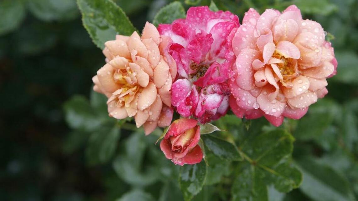 Garden Tips: Spring Garden Day planned April 23 in Kennewick