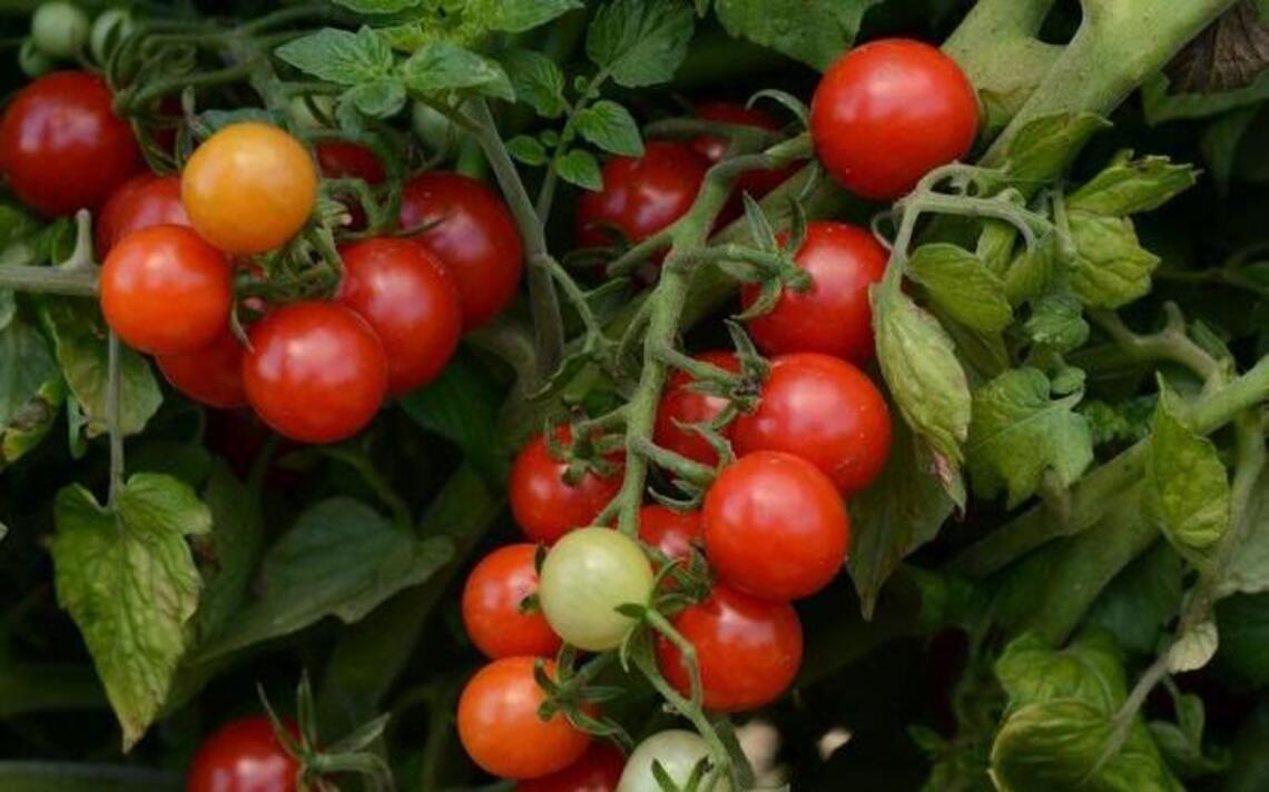Garden Tips: New veggies judged superior
