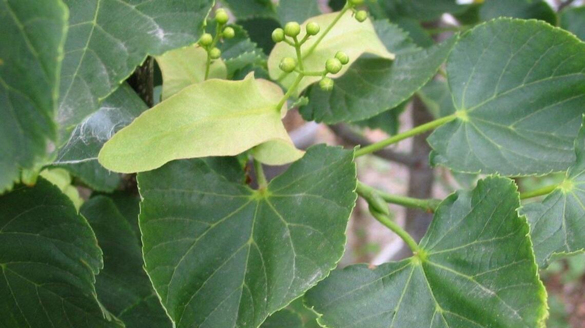 Garden Tips: There are no perfect trees to plant in Mid-Columbia