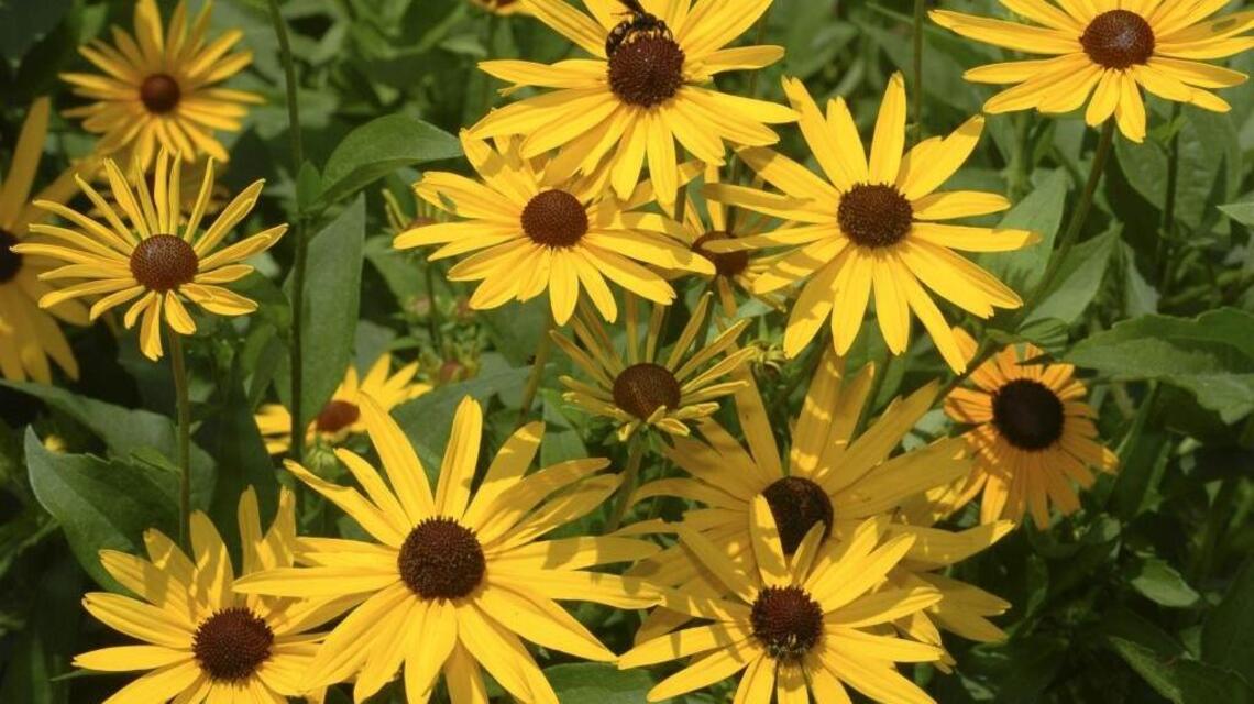 Garden Tips: Perennial flowers need attention