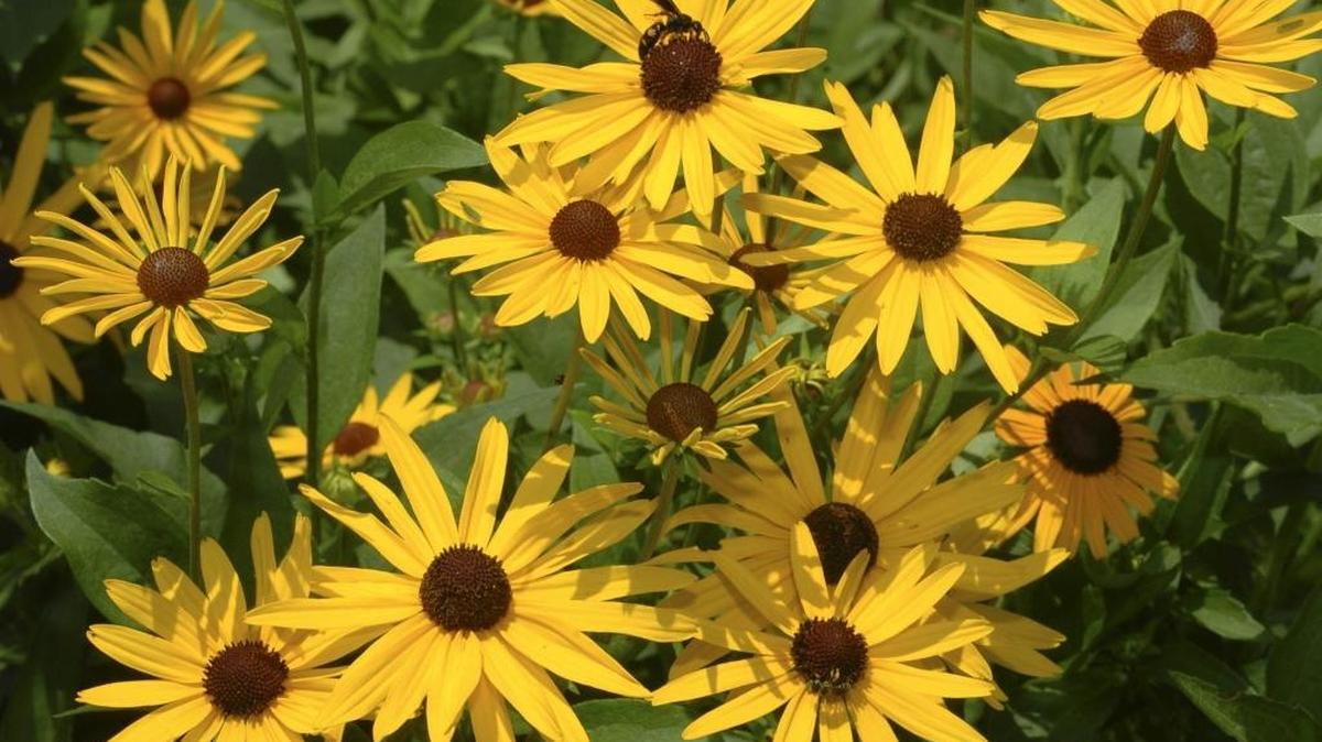 Rudbeckia is a drought-tolerant plant and produces loads of blooms in summer.
