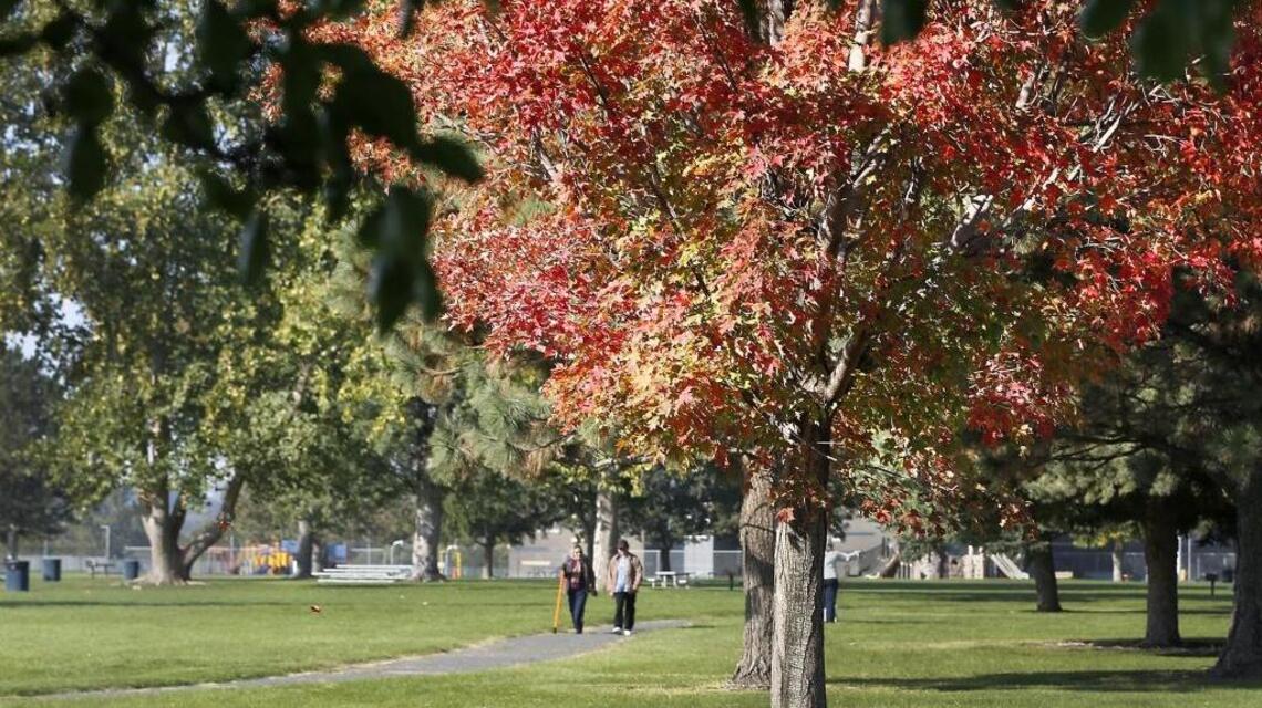 Garden Tips: Good offense is best defense against tree borers