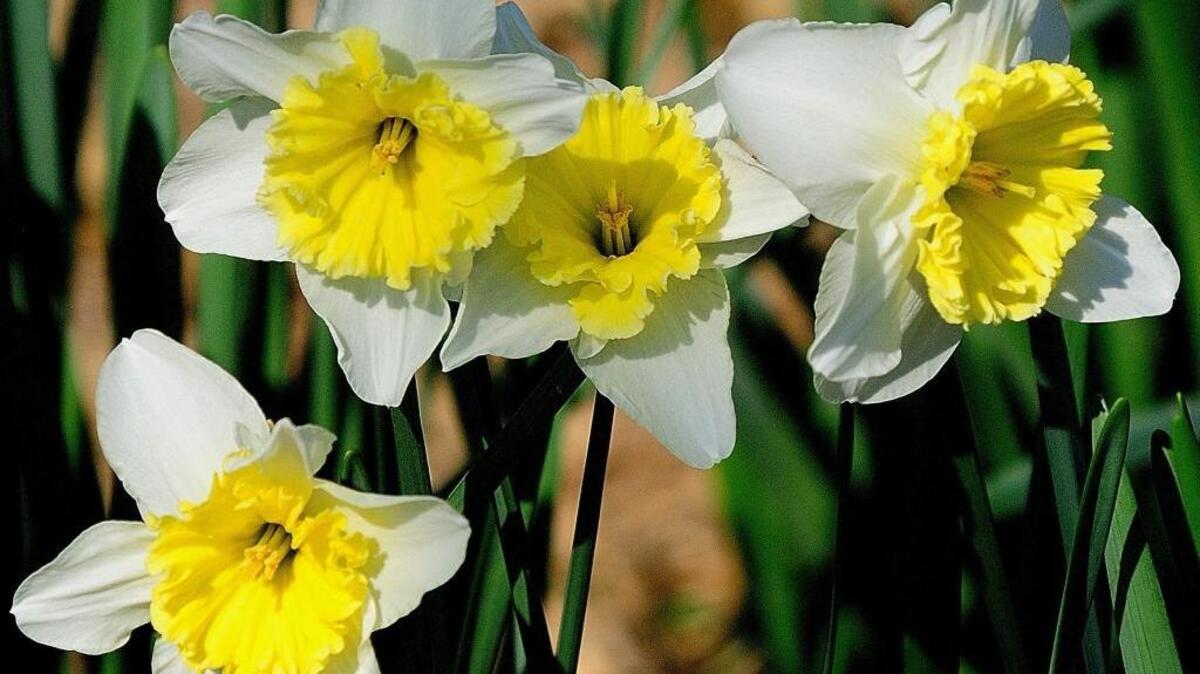 One of the best things about easy-care perennial bulbs like daffodils is that they return annually if cared for correctly.