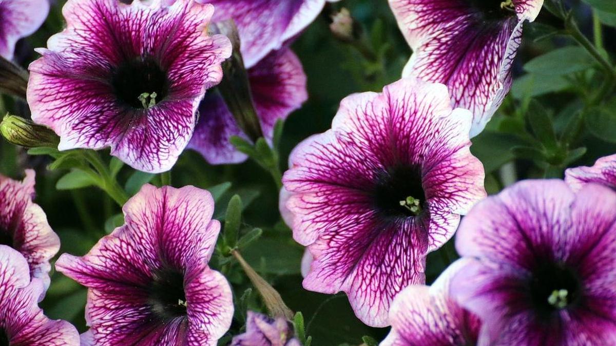 The “Supertunia” line of petunias results in better behaved plants that will display bigger blooms on more compact plants.