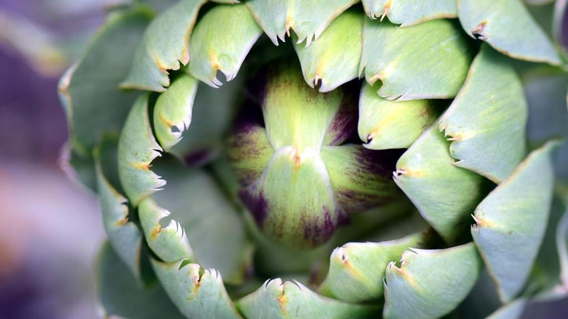 Garden Tips: Don’t be heartbroken if artichokes don’t grow in your garden