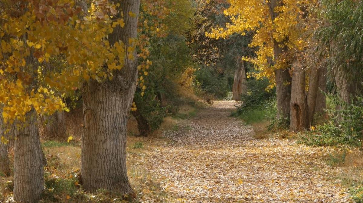 
Fall has taken a firm hold across the Mid-Columbia as leaves continue to turn colors and birds take advantage of drying sunflowers. 
