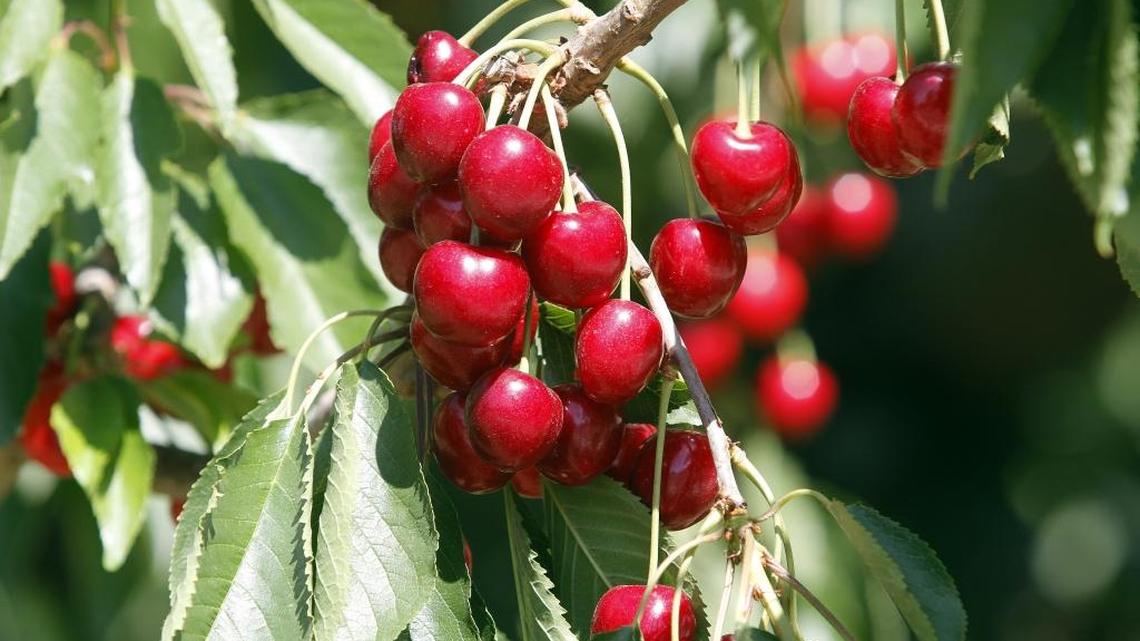 Garden Tips: Don’t want worms in your cherries? Know when to spray your fruit trees.