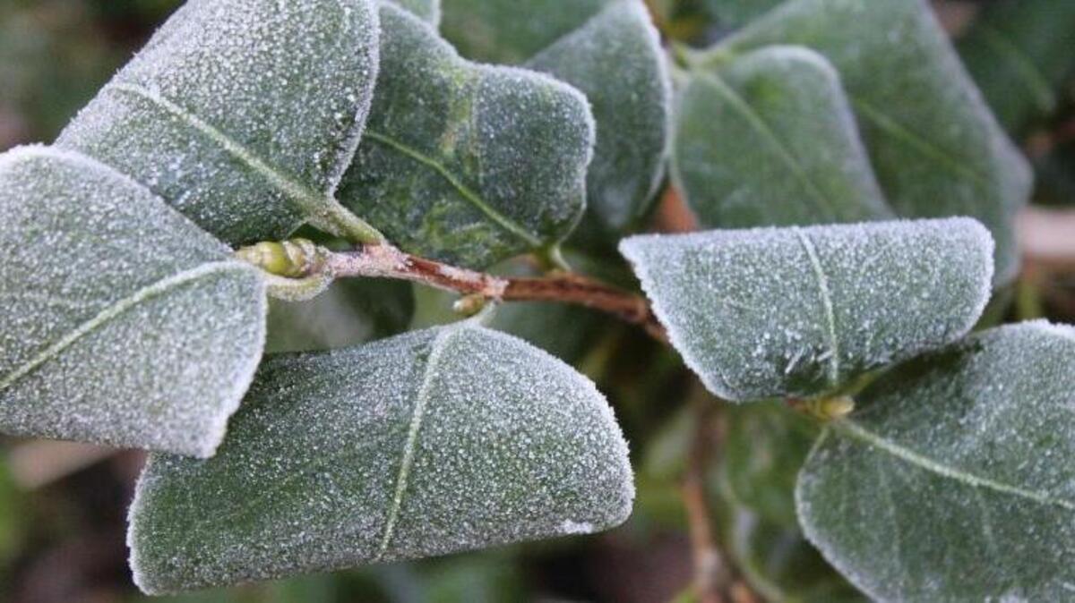 A recent run of warm weather pulled many plants out of their winter slumber. Now that freezing temperatures are back in the Tri-Cities, those plants are vulnerable..