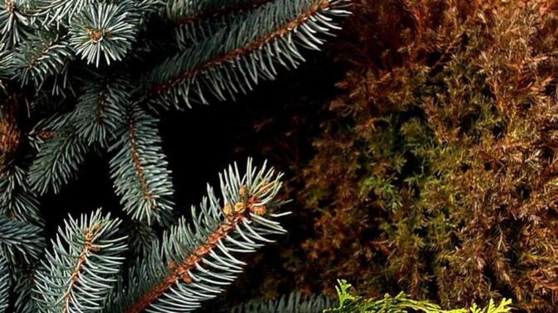 Garden Tips: Restricted roots can push conifers over edge too