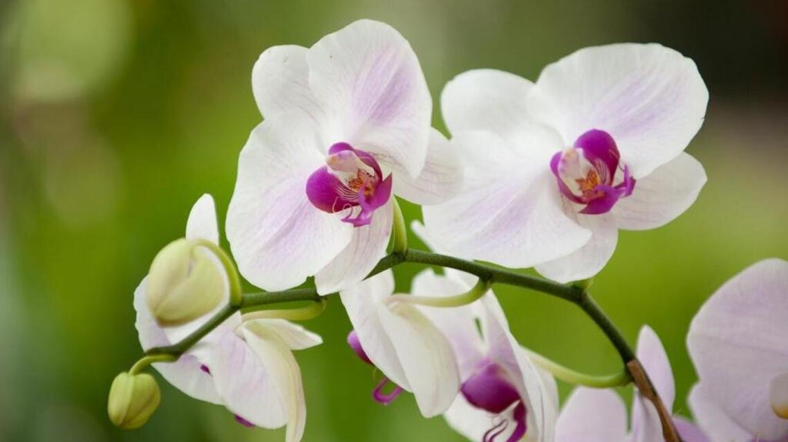 Garden Tips: Repotting orchids is easier than you think