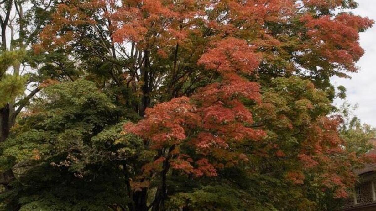Is there room in your yard for a shade tree that grows to a height of 70 to 80 feet, such as a red oak, Norway maple or red maple?