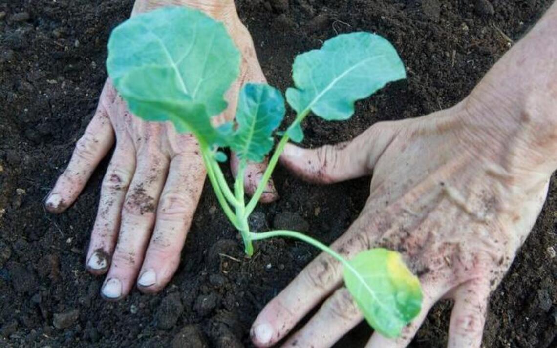 Garden Tips: Success in growing transplants