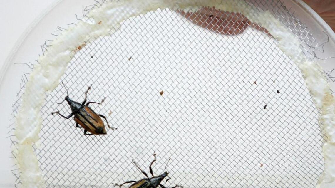 Garden Tips: Get rid of root weevils in the garden