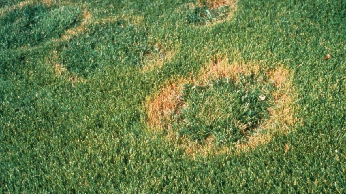 Necrotic ring spot played havoc with lawns in the Mid-Columbia and around the Northwest back in the 1980s before finally being diagnosed by the WSU Extension Office.