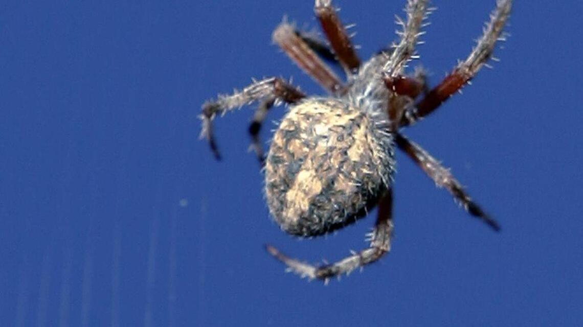 Garden Tips: Spiders are our friends