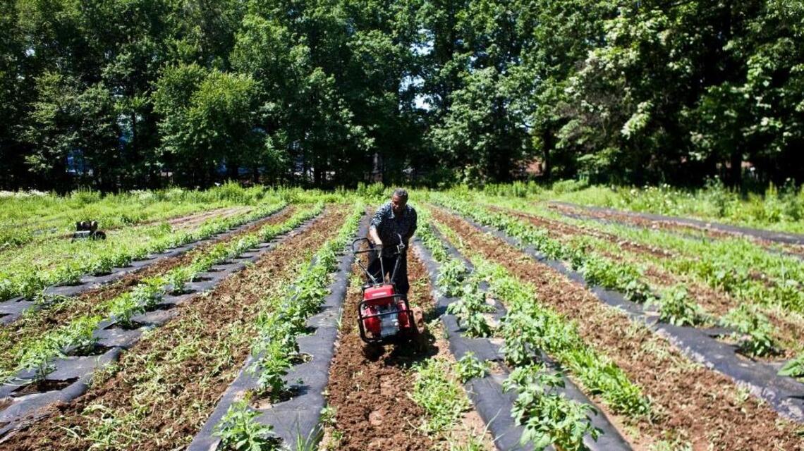 Garden Tips: Now is a good time to consider planting cover crops