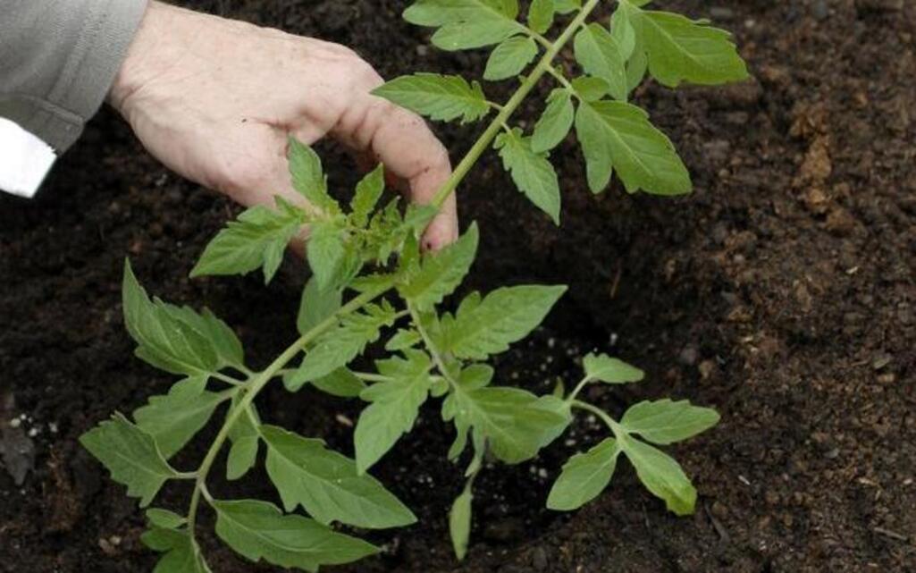 Garden Tips: New tomatoes to try growing