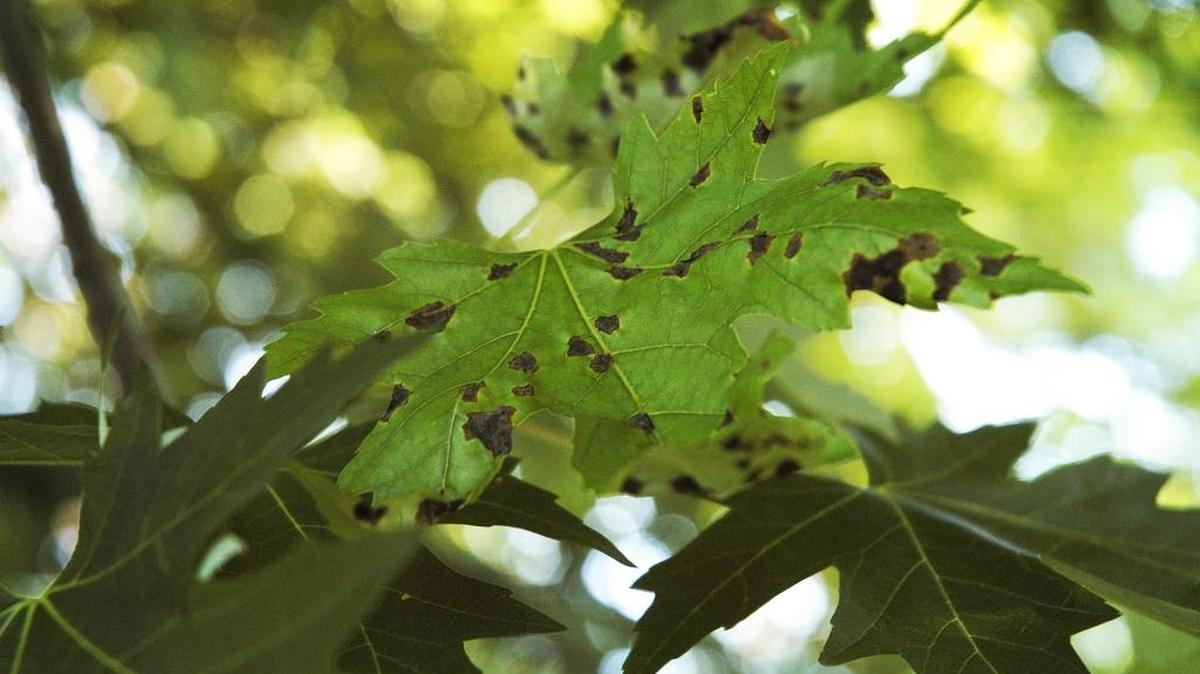 Anthracnose is a fungal disease that takes hold in tree species like maple and sycamore in spring. It is characterized by brown or black splotches that causes leaves to fall off in bad cases. Cool, wet spring weather exacerbates the disease.