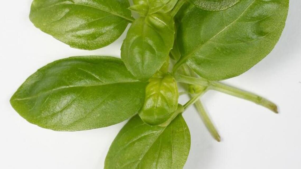 Garden Tips: New garden plants include basil, grafted potato and tomato plant